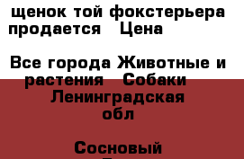 щенок той-фокстерьера продается › Цена ­ 25 000 - Все города Животные и растения » Собаки   . Ленинградская обл.,Сосновый Бор г.